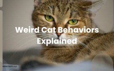 Weird Cat Behaviors Explained