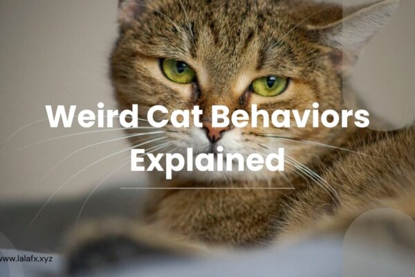 Weird Cat Behaviors Explained