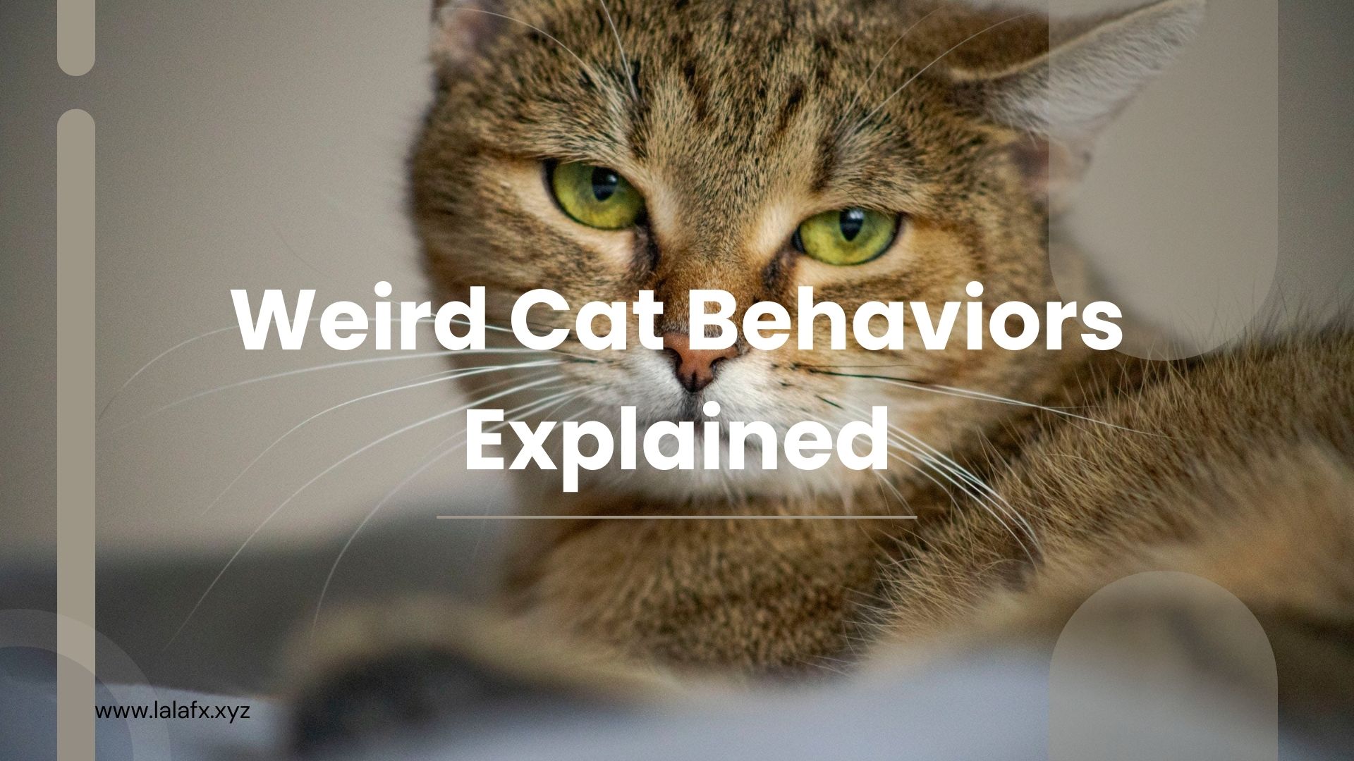 Weird Cat Behaviors Explained